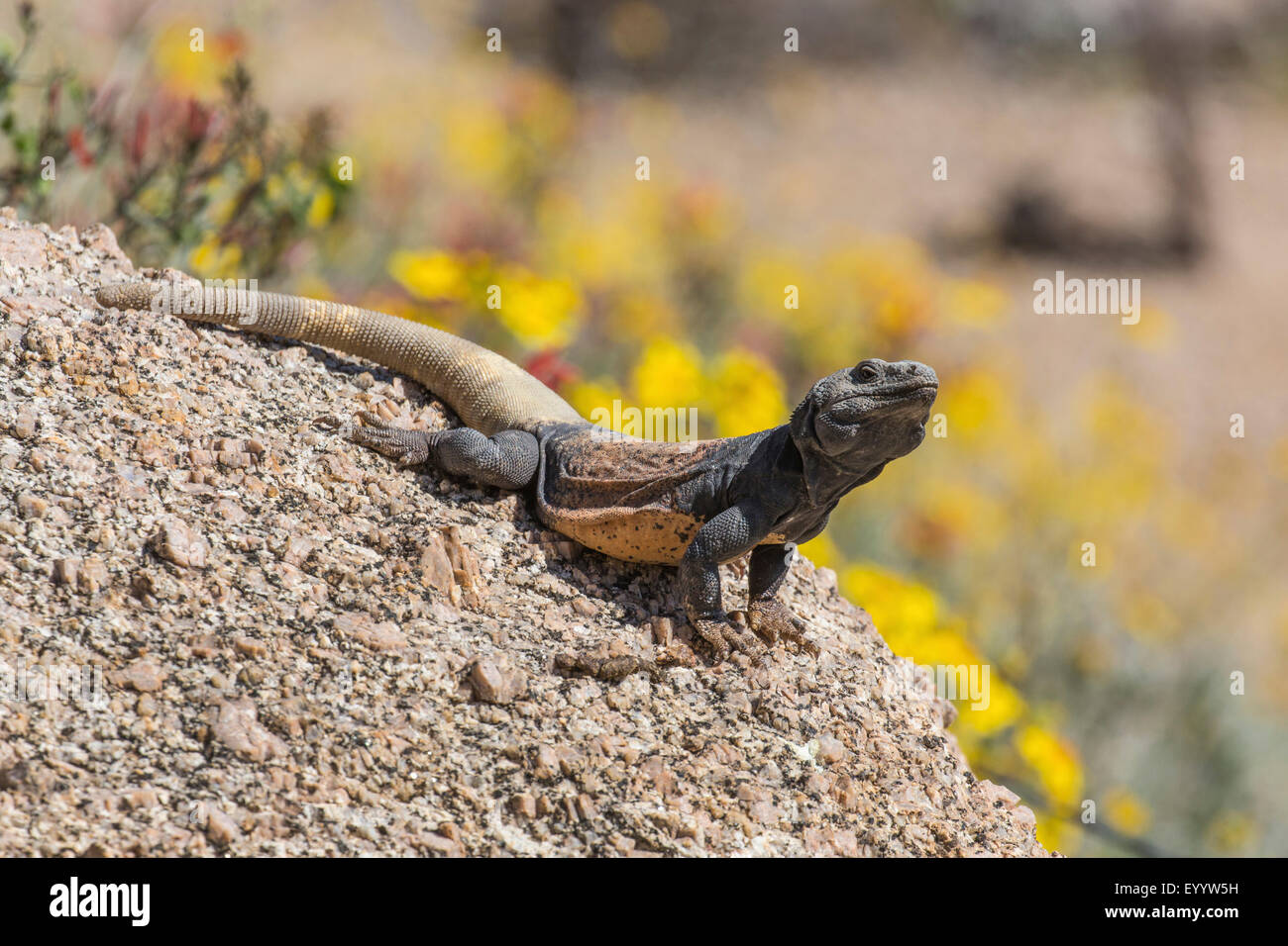 Chuckwallas (Sauromalus spec.), homme dans son habitat, USA, Arizona, Pinnacle Peak Banque D'Images
