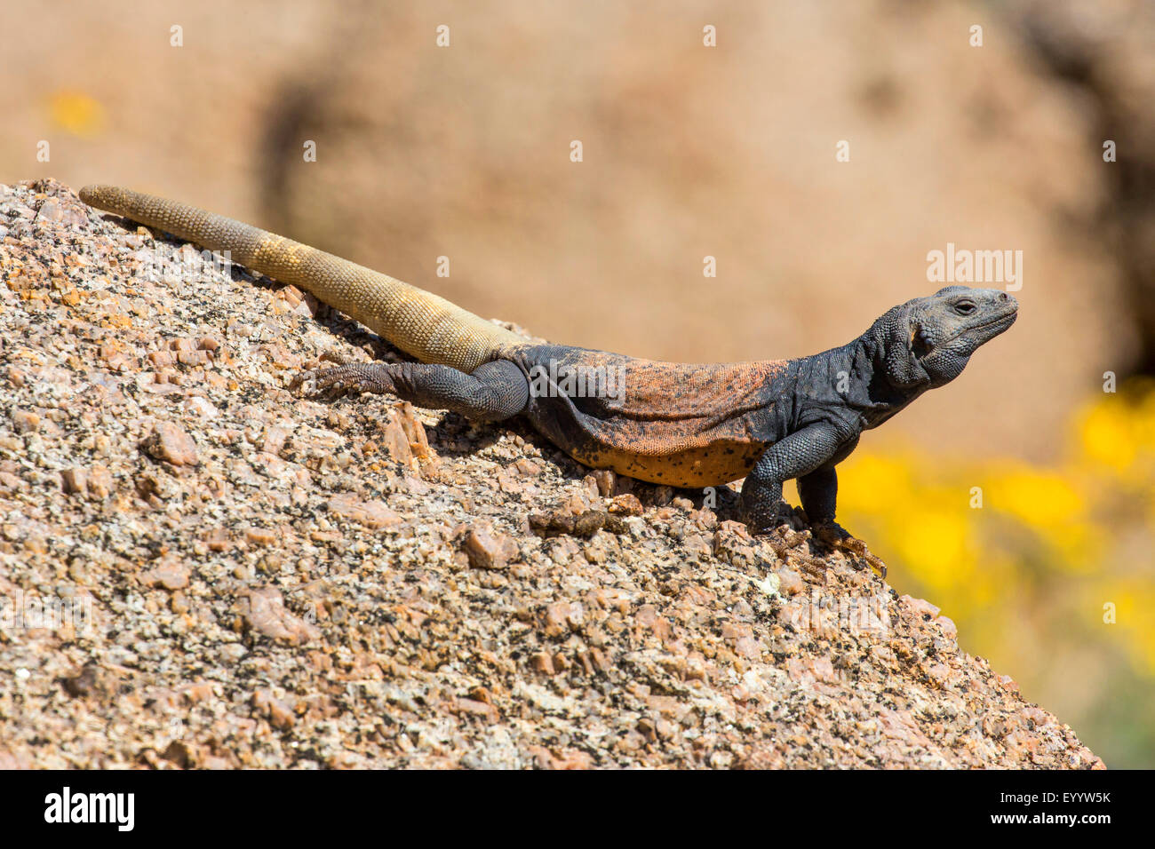 Chuckwallas (Sauromalus spec.), homme dans son habitat, USA, Arizona, Pinnacle Peak Banque D'Images