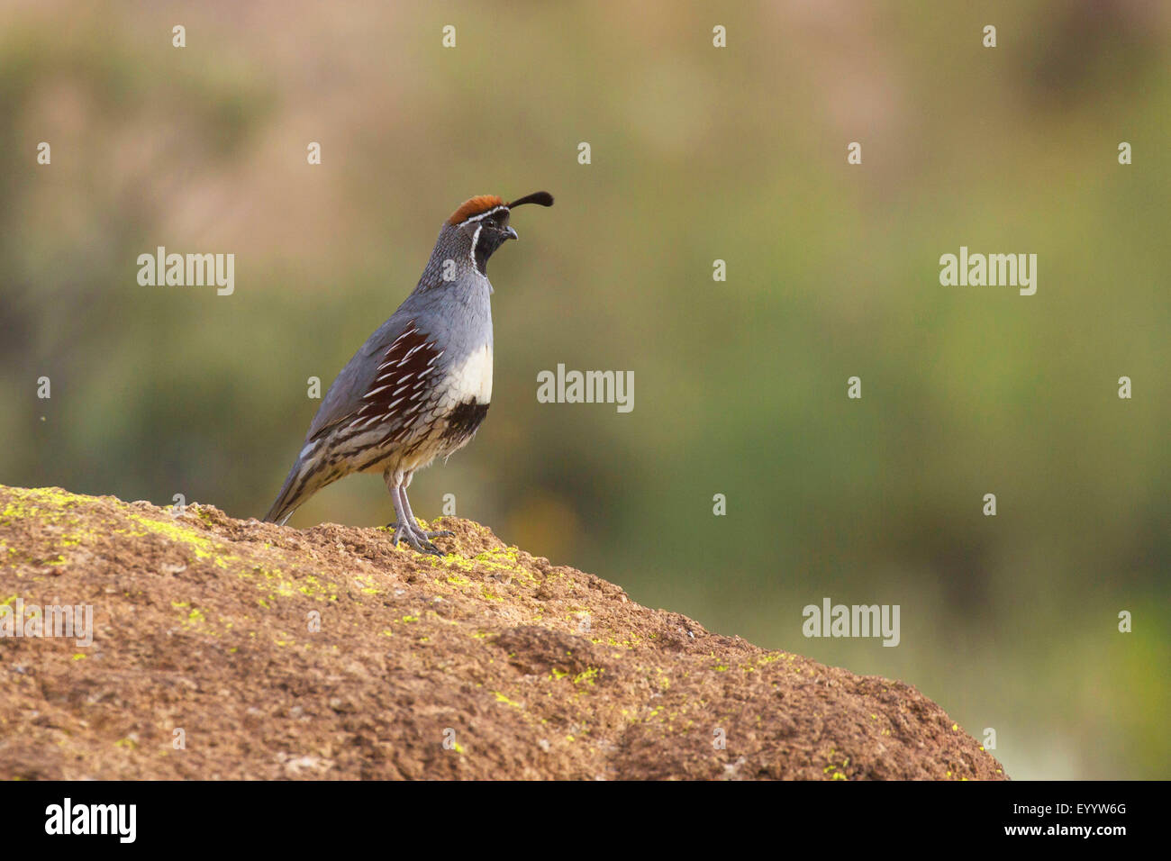 De Gambel Callipepla gambelii (caille, Lophortyx gambelii), homme, USA, Arizona, Phoenix Banque D'Images