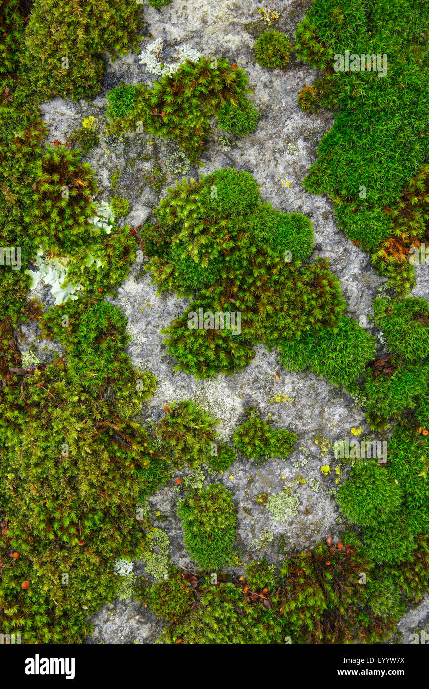 Les lichens et mousses sur une roche, Suisse Banque D'Images
