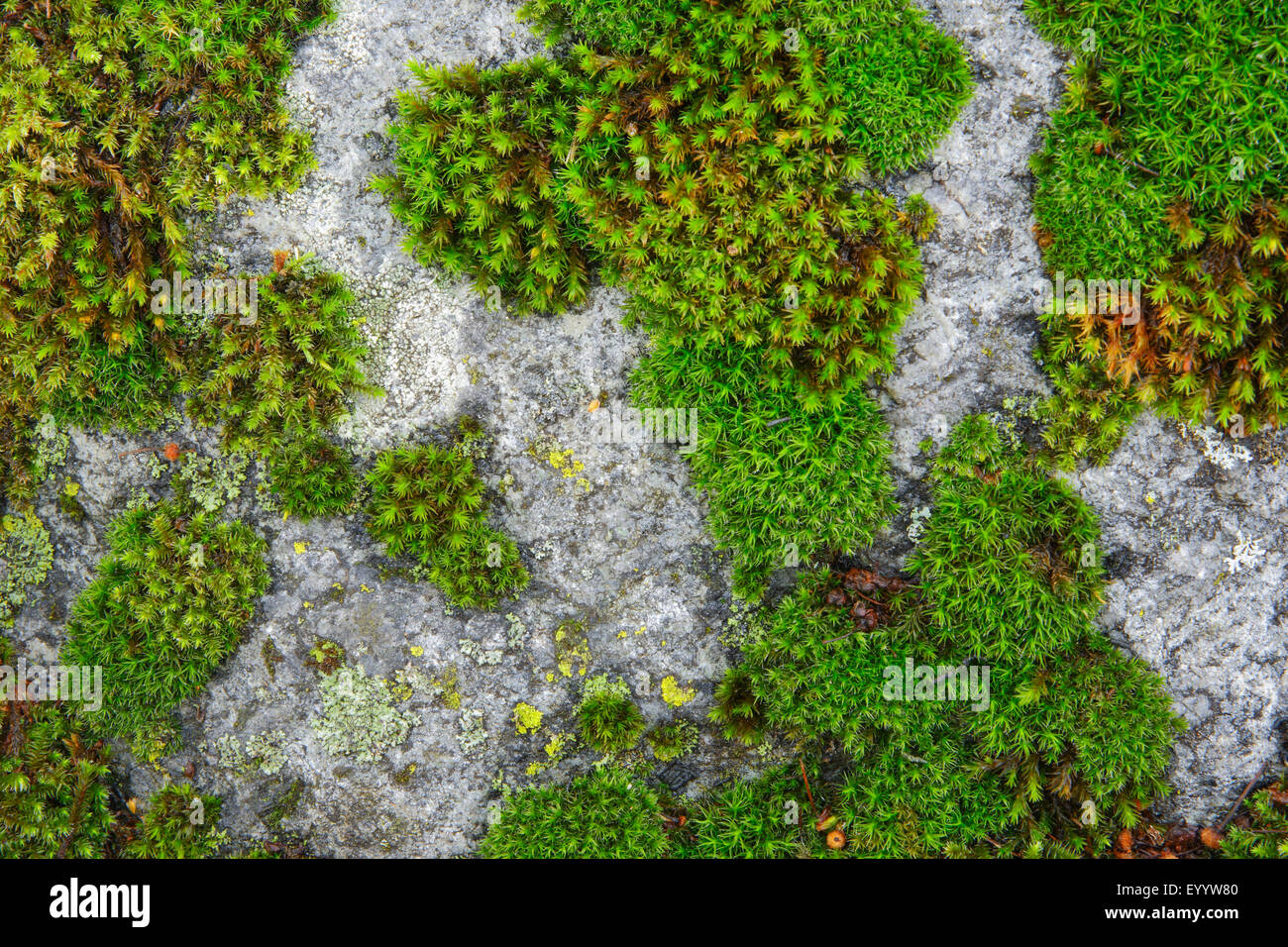 Les lichens et mousses sur une roche, Suisse Banque D'Images