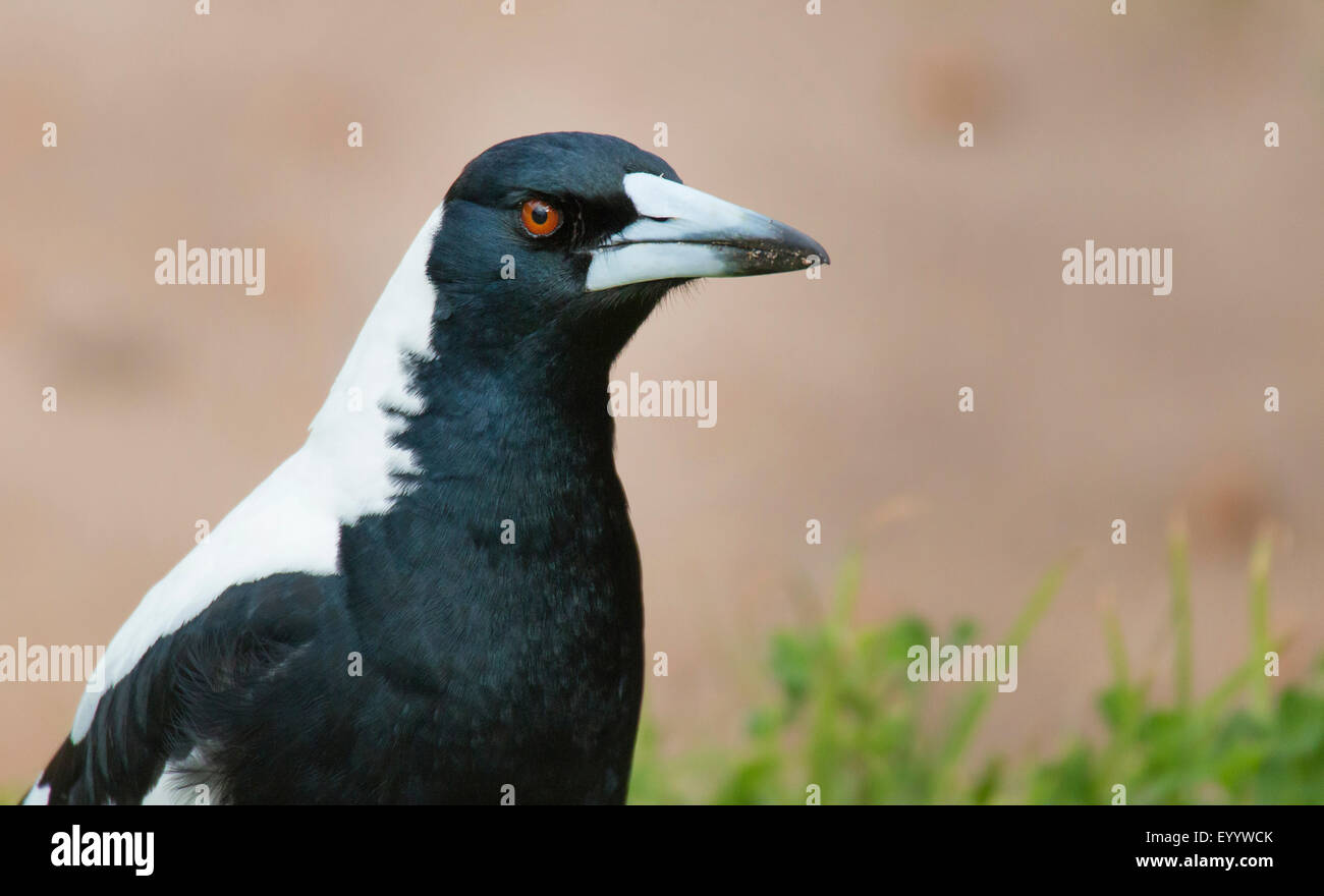 Pie noir, Cassican Flûteur (Gymnorhina tibicen, Cracticus tibicen), portrait, l'Australie, l'Australie Occidentale Banque D'Images