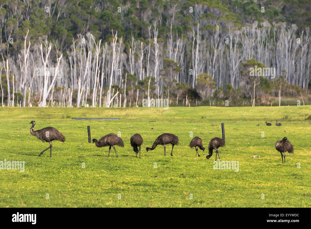 L'UEM (Dromaius novaehollandiae), l'Émeu avec les poussins, l'Australie, Australie occidentale, le Parc National de Nornalup Walpole Banque D'Images