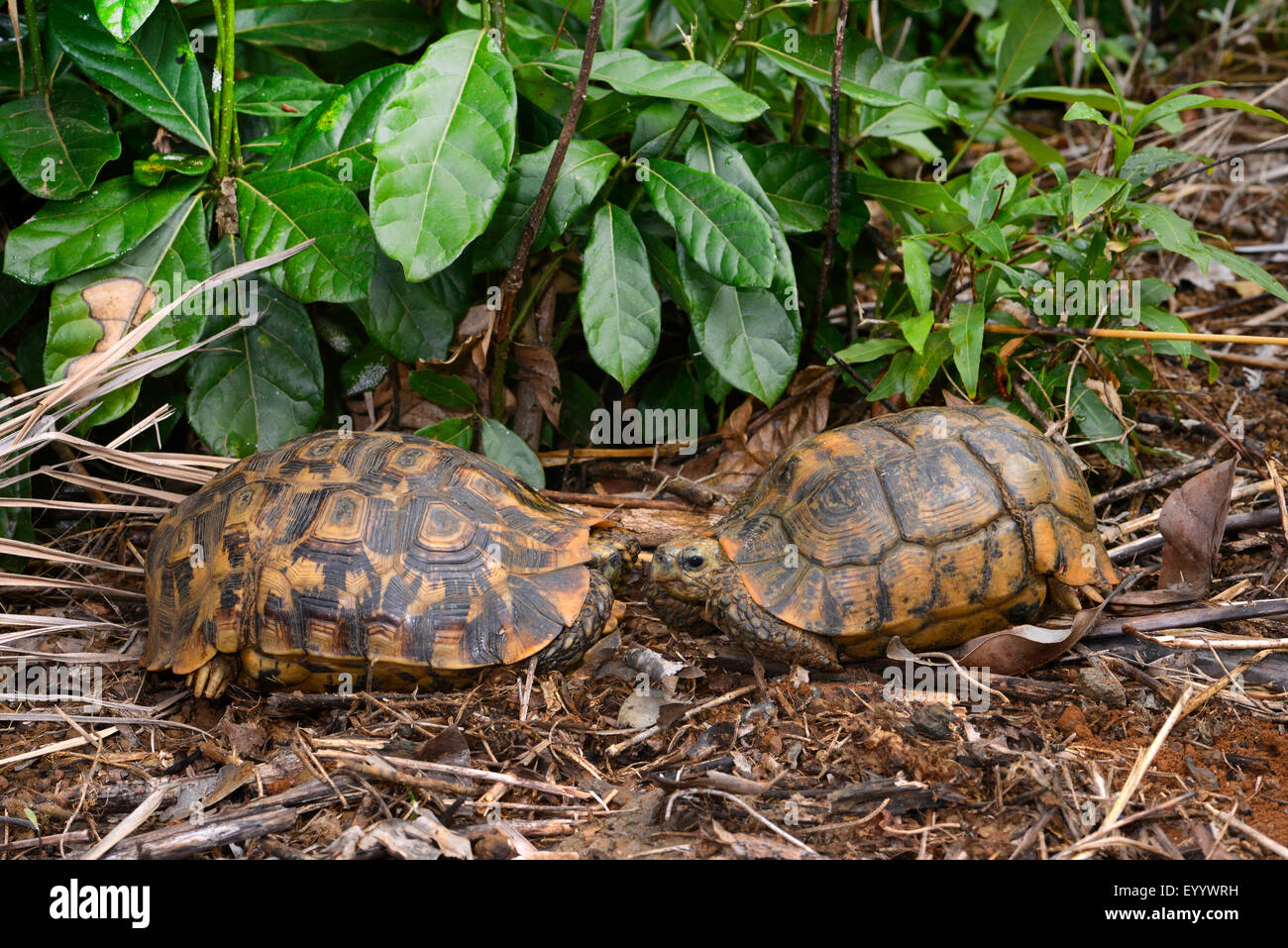 L'hingeback Bell Kinixys belliana (tortue), deux tortues d'hingeback Bell rencontrez, Madagascar, Nosy Faly, Isla Faly Banque D'Images