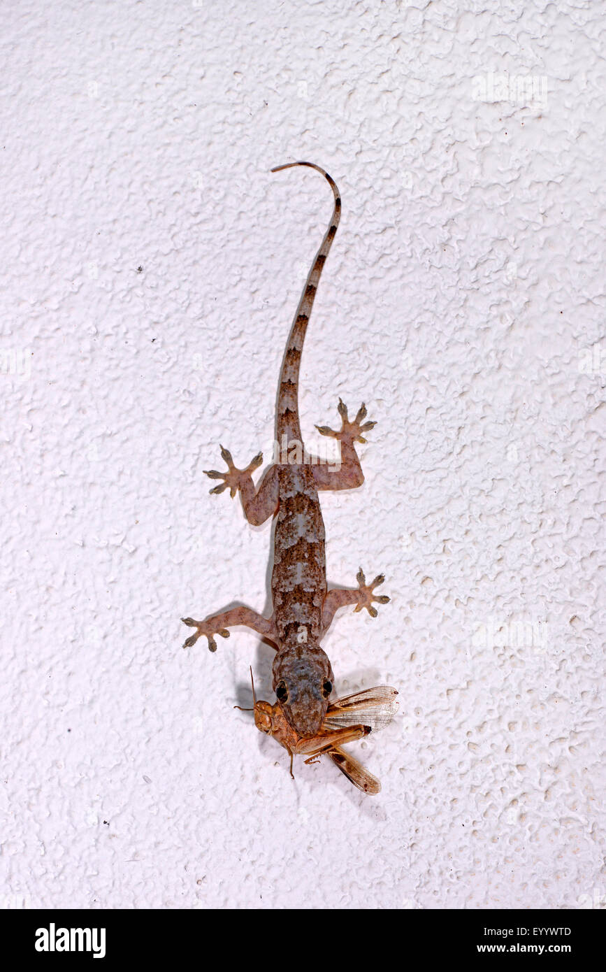 Maison de l'Afrique (gecko Hemidactylus mercatorius), alimente une grande sauterelle, Madagascar, Nosy Faly, Isla Faly Banque D'Images