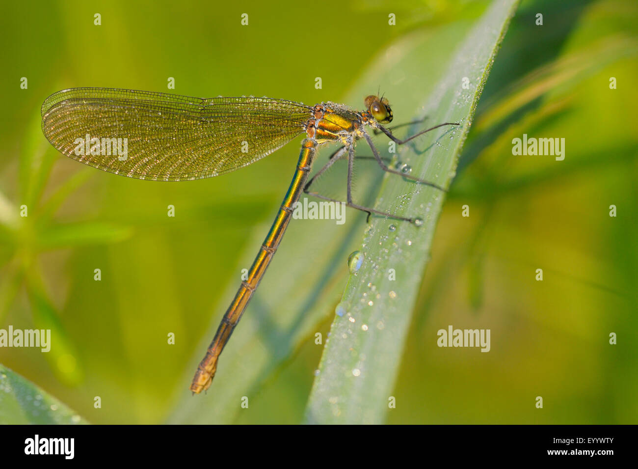 Blackwings bagués, bagués agrion, bagués (Calopteryx splendens, demoiselle Agrion splendens), femelle sur une lame de gras, en Allemagne, en Rhénanie du Nord-Westphalie Banque D'Images