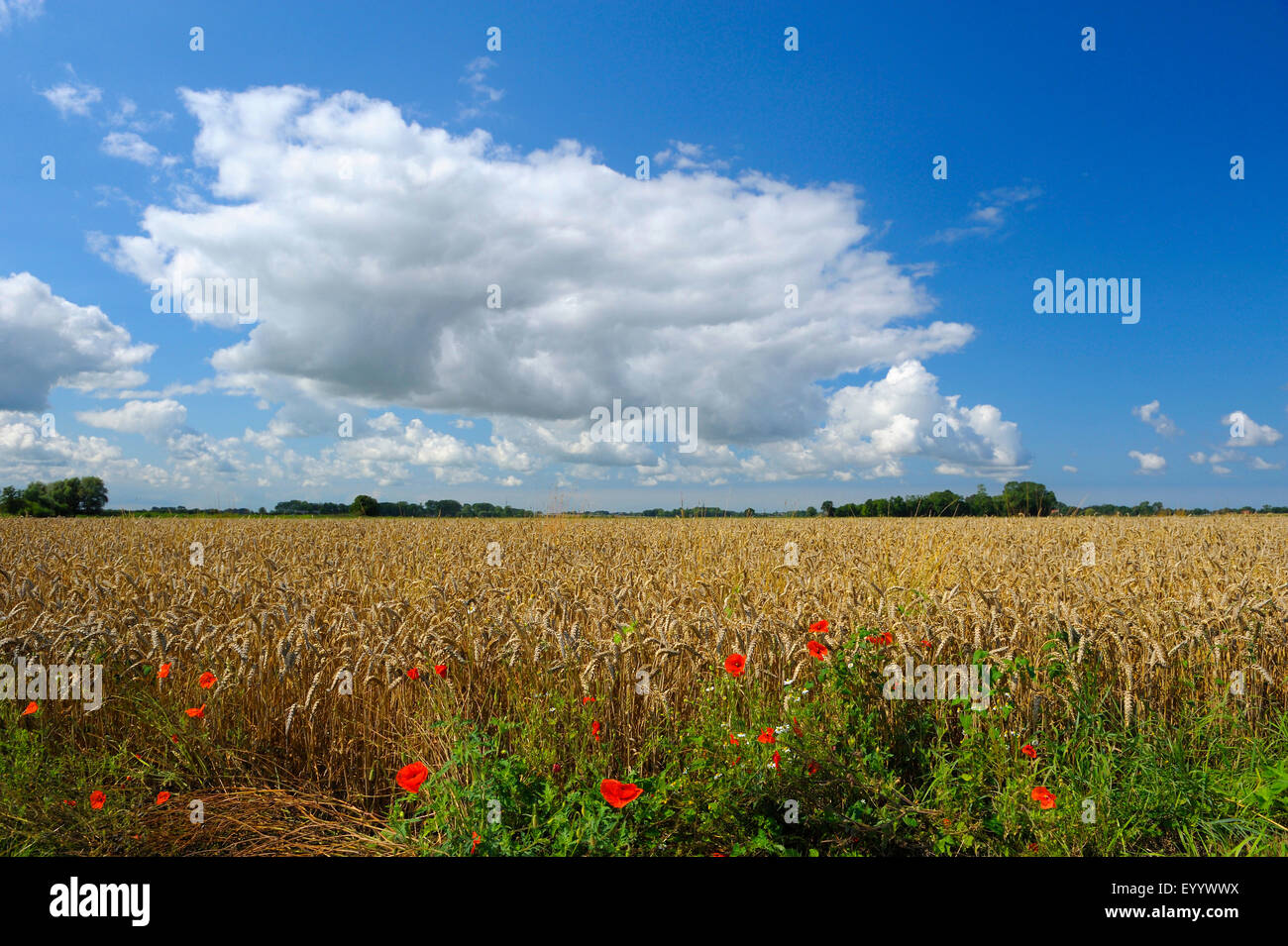 Champ de blé mûrs en été, l'ALLEMAGNE, Basse-Saxe, Otterndorf Banque D'Images