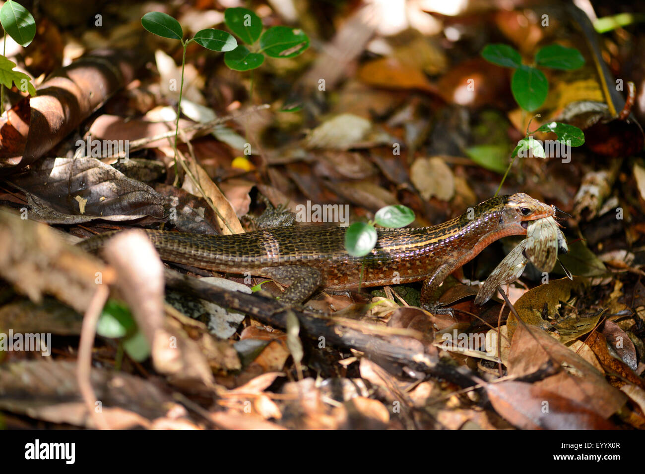 Western girdled lizard, de l'Ouest (Zonosaurus laticaudatus Girdled Lizard), alimente une cigale, Madagascar, Nosy Be, Lokobe Reserva Banque D'Images