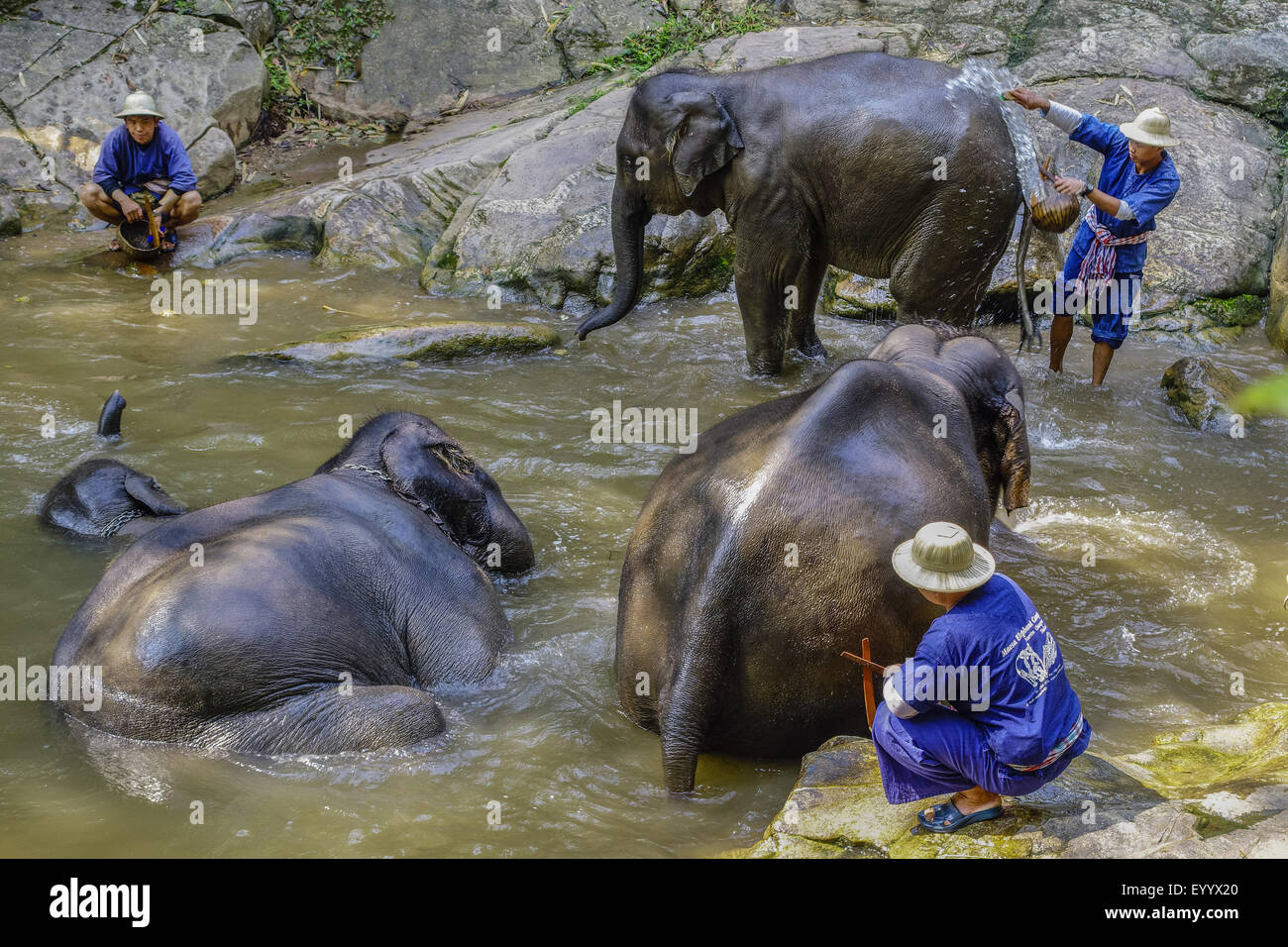 L'éléphant d'Asie, l'éléphant d'Asie (Elephas maximus), gardiens mahout echelle leurs éléphants d'Asie dans le Maesa Elephant Camp, Chiang Mai, Thaïlande, Maesa Elephant Camp Banque D'Images L'éléphant d'Asie, l'éléphant d'Asie (Elephas maximus), gardiens mahout echelle leurs éléphants d'Asie dans le Maesa Elephant Camp, Chiang Mai, Thaïlande, Maesa Elephant Camp Banque D'Images