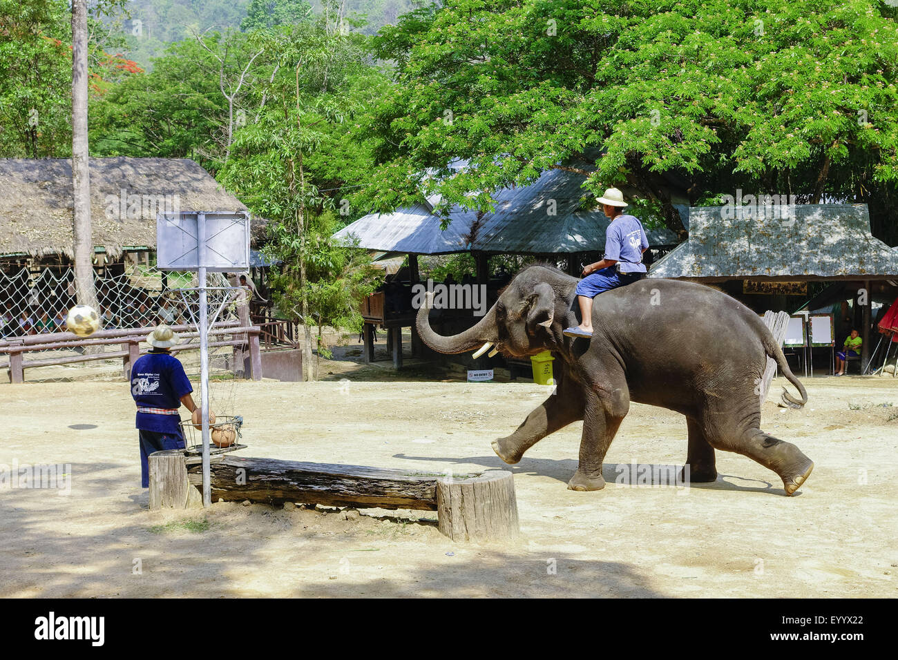 L'éléphant d'Asie, l'éléphant d'Asie (Elephas maximus), l'éléphant joue au soccer dans le Maesa Elephant Camp, Chiang Mai, Thaïlande, Maesa Elephant Camp Banque D'Images L'éléphant d'Asie, l'éléphant d'Asie (Elephas maximus), l'éléphant joue au soccer dans le Maesa Elephant Camp, Chiang Mai, Thaïlande, Maesa Elephant Camp Banque D'Images