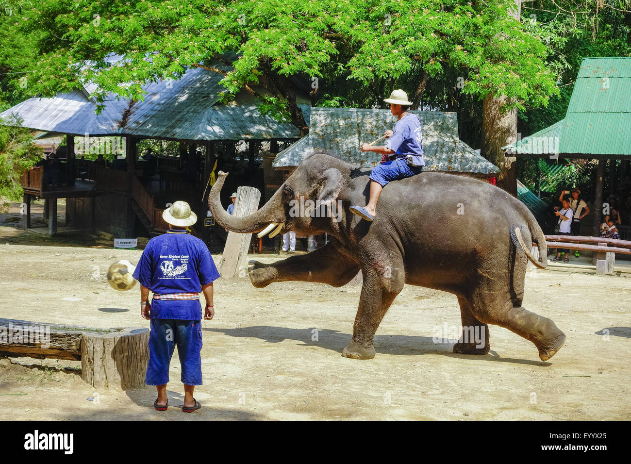 L'éléphant d'Asie, l'éléphant d'Asie (Elephas maximus), l'éléphant joue au soccer dans le Maesa Elephant Camp, Chiang Mai, Thaïlande, Maesa Elephant Camp Banque D'Images