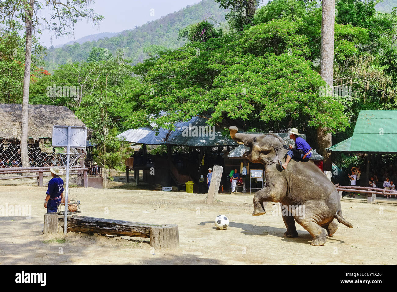 L'éléphant d'Asie, l'éléphant d'Asie (Elephas maximus), l'éléphant joue au soccer dans le Maesa Elephant Camp, Chiang Mai, Thaïlande, Maesa Elephant Camp Banque D'Images L'éléphant d'Asie, l'éléphant d'Asie (Elephas maximus), l'éléphant joue au soccer dans le Maesa Elephant Camp, Chiang Mai, Thaïlande, Maesa Elephant Camp Banque D'Images