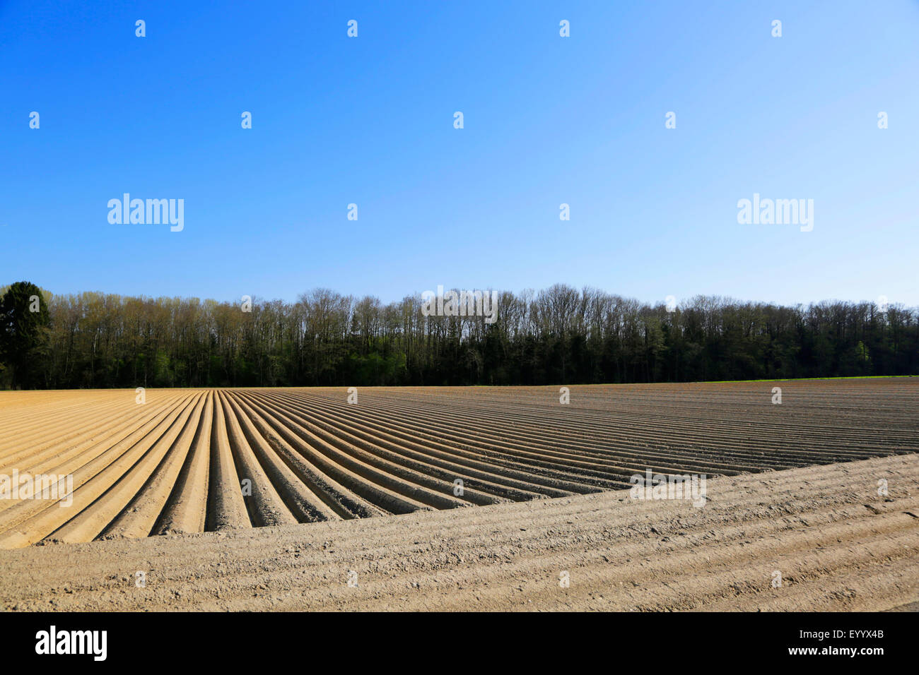 Champ de pommes de terre au printemps, l'Allemagne, Bavière, Aholfing Banque D'Images