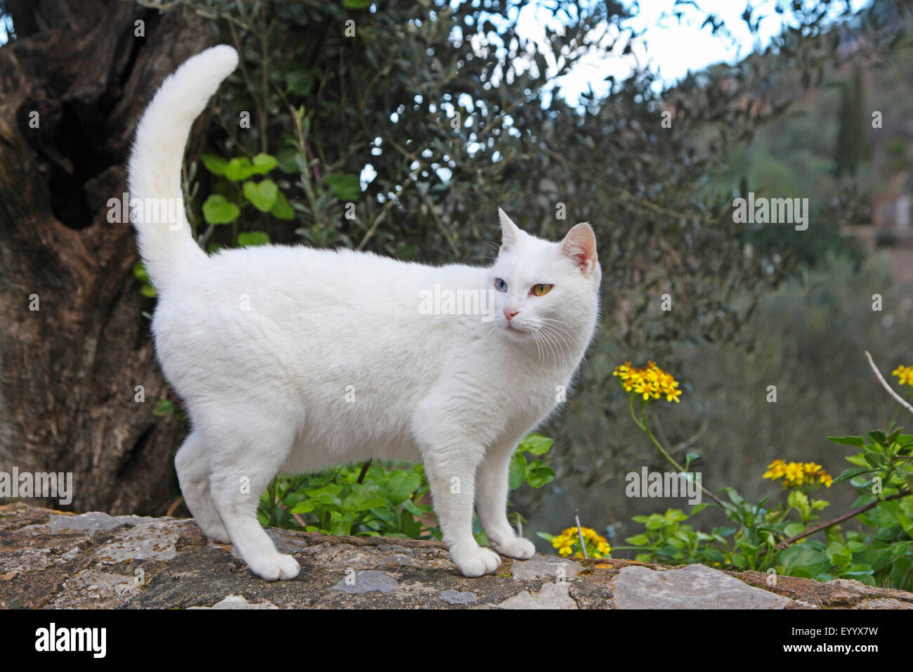 Chat domestique, le chat domestique (Felis silvestris catus). f, white-haired cat debout sur un mur, Espagne, Baléares, Majorque Banque D'Images