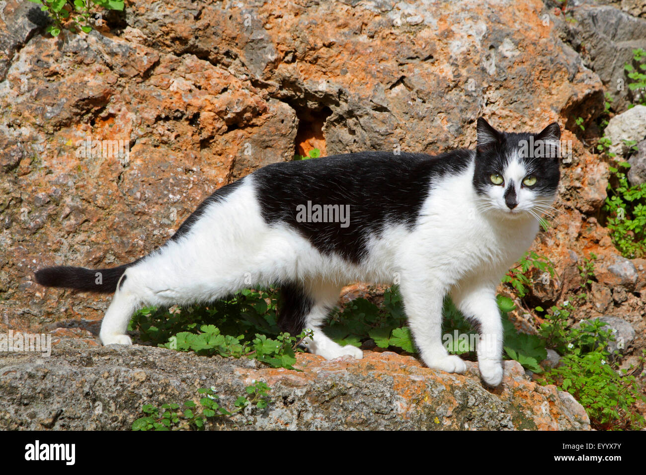 Chat domestique, le chat domestique (Felis silvestris catus) f., noir et blanc, debout sur un félin tacheté une pierre, Espagne, Baléares, Majorque Banque D'Images