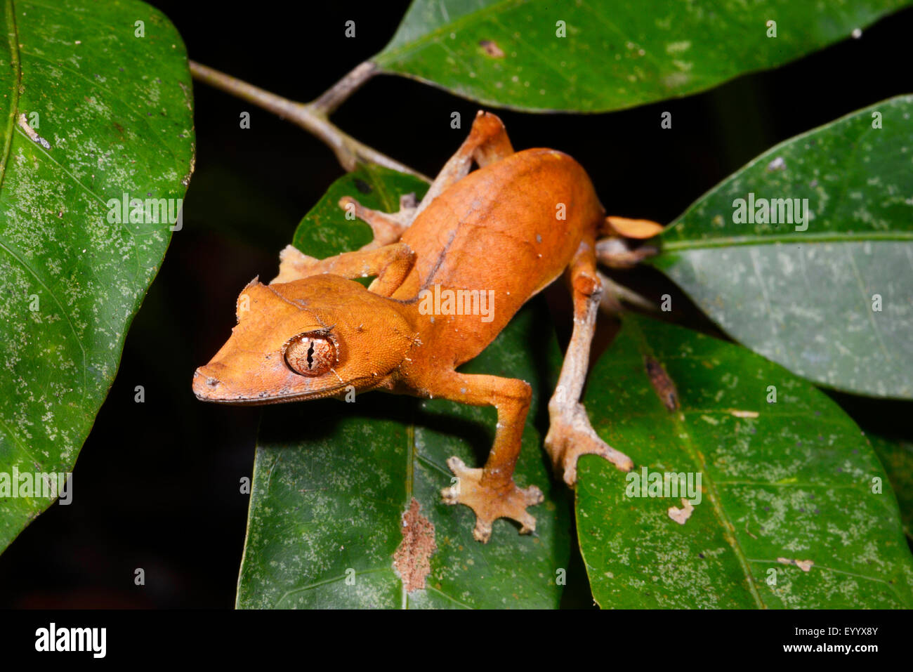 Spearpoint leaf-tail gecko (Uroplatus ebenaui), se trouve sur une feuille, Madagascar, Nosy Be, Lokobe Naturreservat Banque D'Images