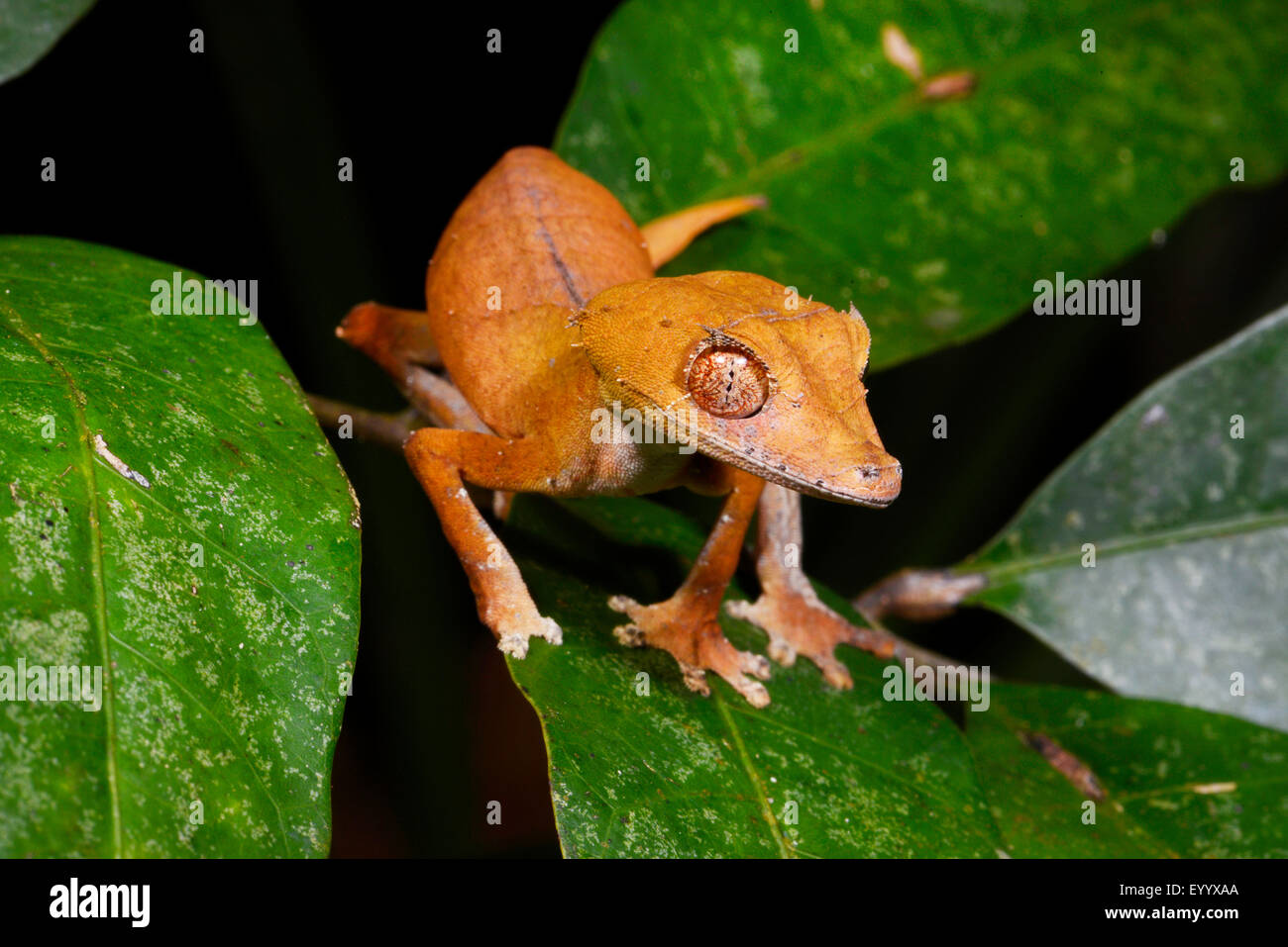 Spearpoint leaf-tail gecko (Uroplatus ebenaui), sur une feuille, Madagascar, Nosy Be, Lokobe Reserva Banque D'Images