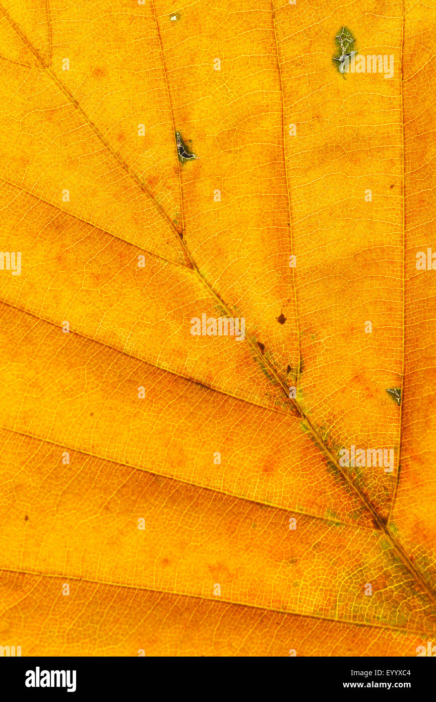 Le hêtre commun (Fagus sylvatica), détail d'une feuille de hêtre, Allemagne, Rhénanie du Nord-Westphalie Banque D'Images