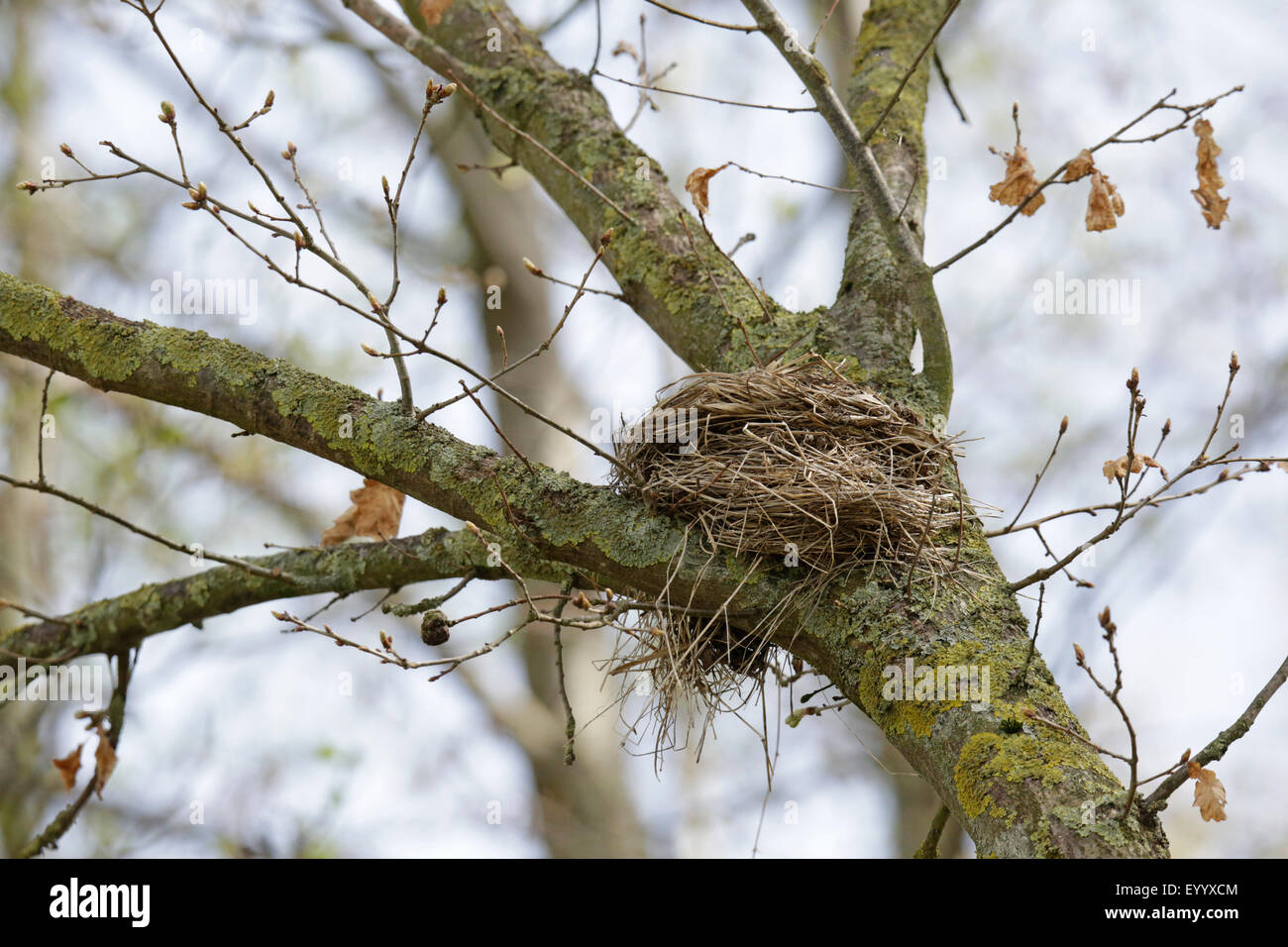 F) fieldfare (Turdus, nichent dans une fourchette d'une succursale, d'Allemagne, Bavière Banque D'Images