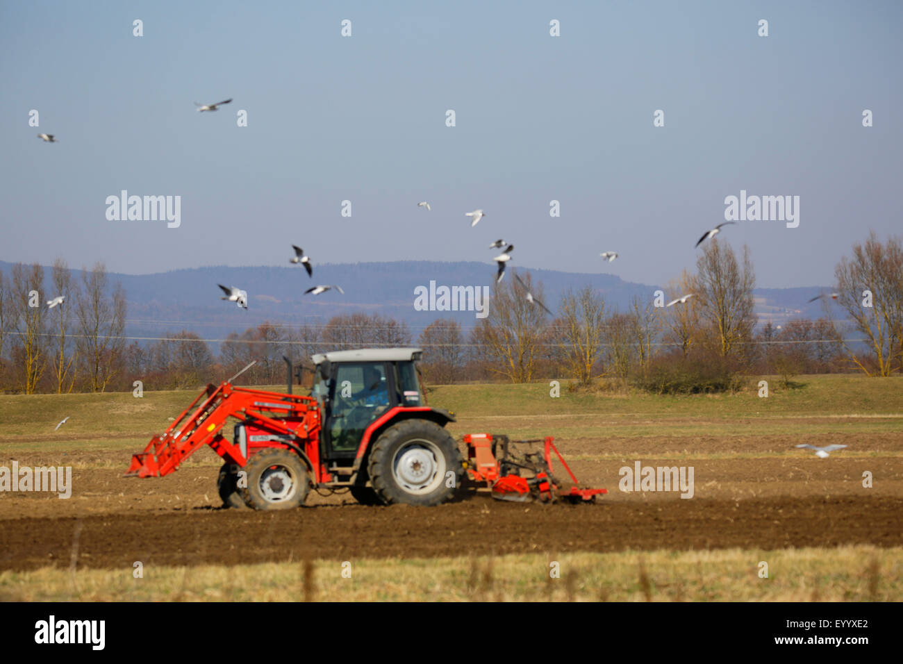 Les mouettes volant autour d'un tracteur au cours des travaux sur le terrain, en Allemagne, en Bavière, Atting Banque D'Images