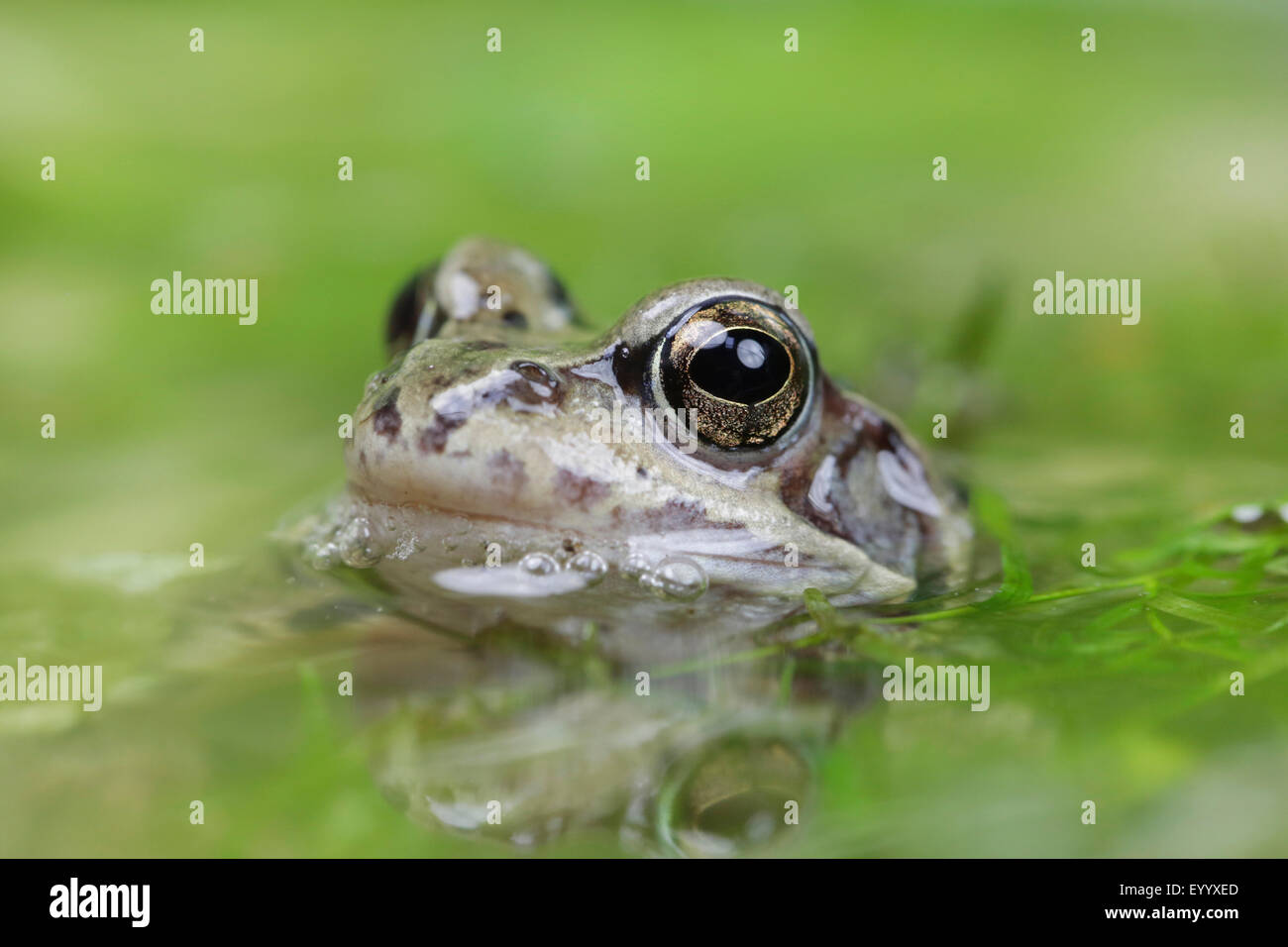 Grenouille rousse, grenouille herbe (Rana temporaria), portrait de l'homme à l'watersurface, Germany Banque D'Images