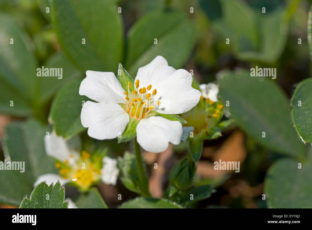 Potentille (Potentilla montana), fleurs, France, Pyrénées Banque D'Images