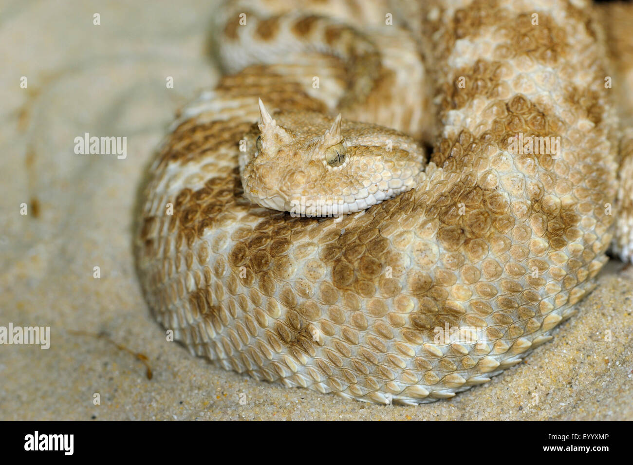 Désert Africain, vipère à cornes (vipère à cornes Cerastes cerastes), portrait Banque D'Images