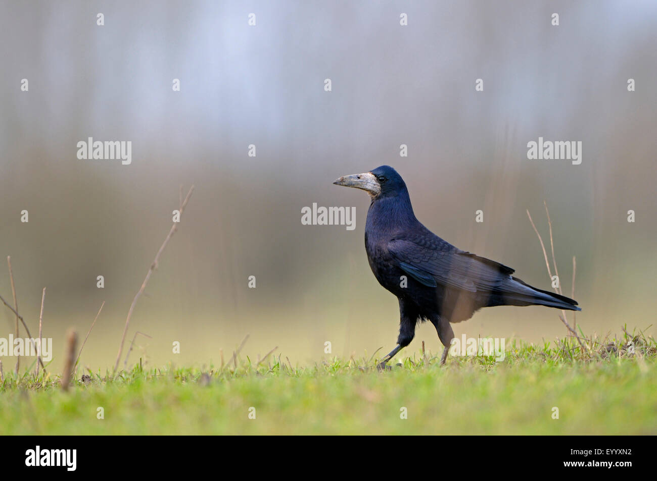 Corbeau freux (corvus frugilegus), debout dans un mirrow, Allemagne, Rhénanie du Nord-Westphalie, Bas-Rhin Banque D'Images