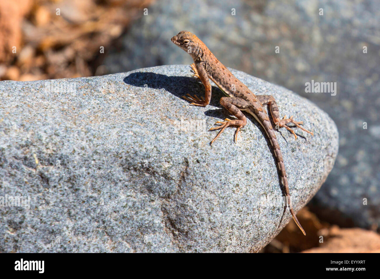 Moindre earless lizard (Holbrookia maculata), un bain de soleil sur une pierre, USA, Arizona, Boyce Thompson Arboretum Banque D'Images