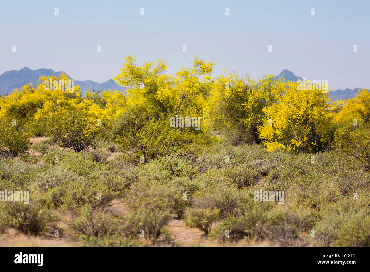 Palo Verde bleu (Parkinsonia florida), groupe de floraison, USA, Arizona, broussailles Banque D'Images