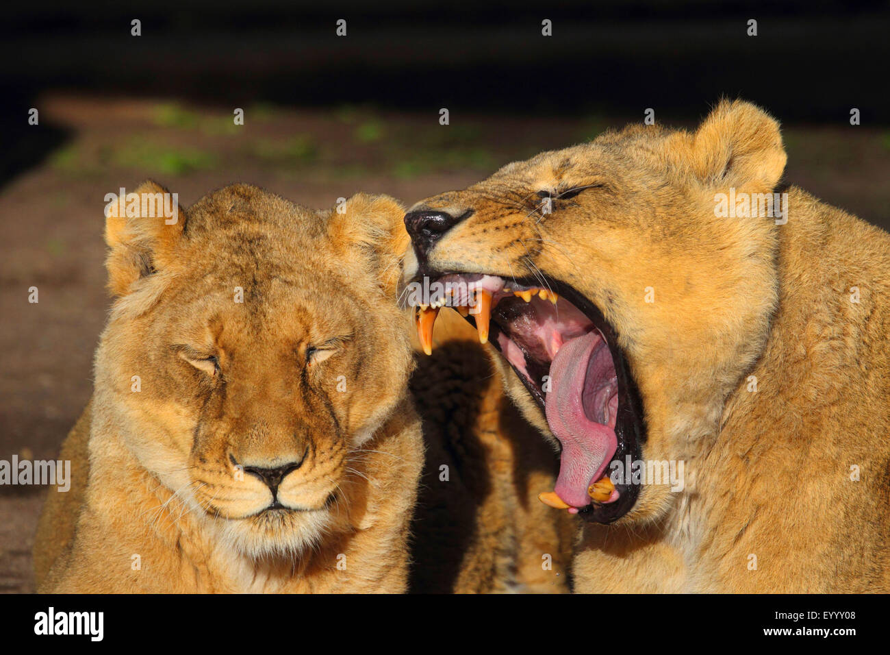 Lion d'Asie (Panthera leo persica), deux lionnes fatigué Banque D'Images