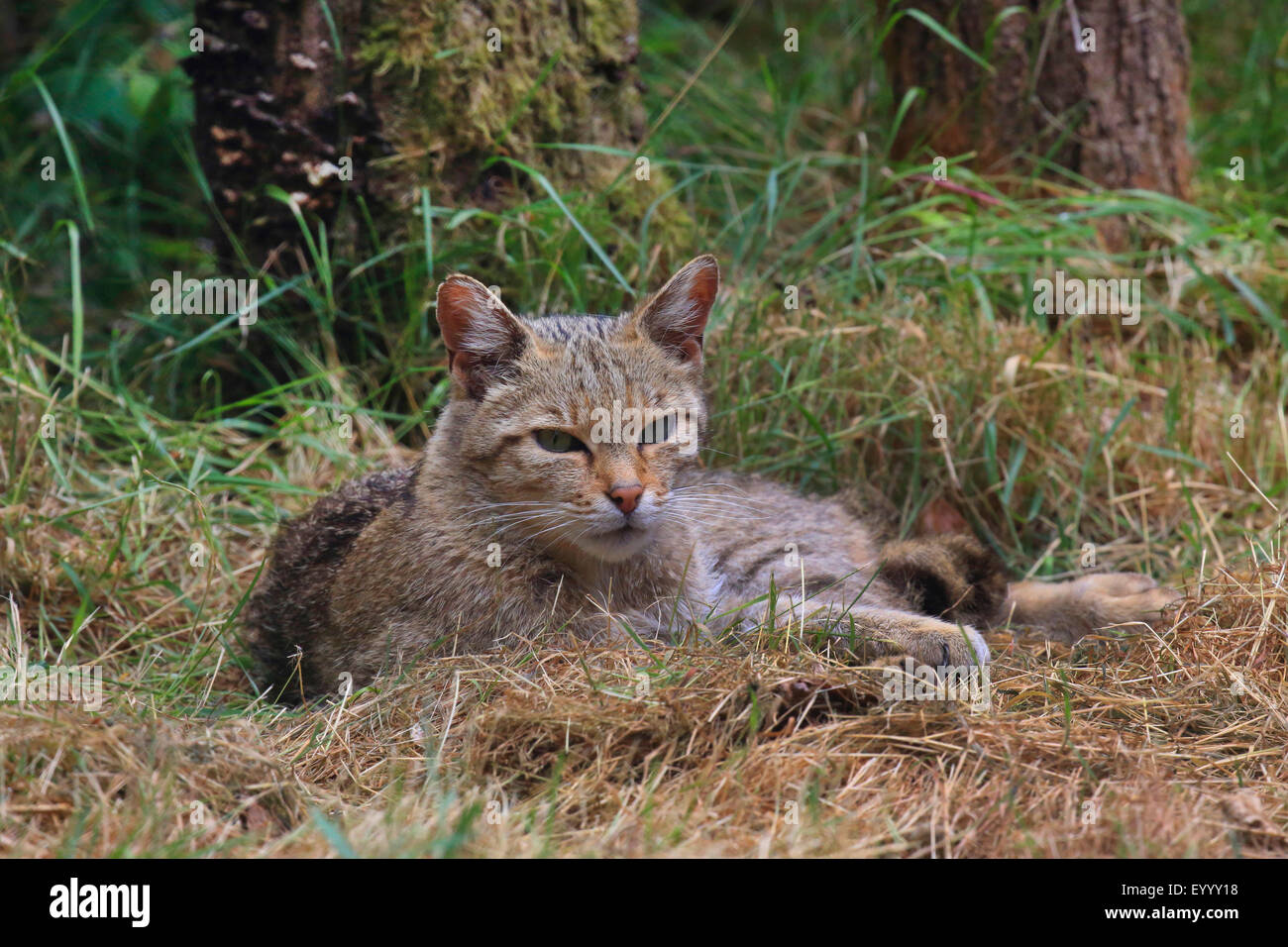 Chat Sauvage Européen, forêt wildcat (Felis silvestris silvestris), allongé sur l'herbe, Allemagne Banque D'Images