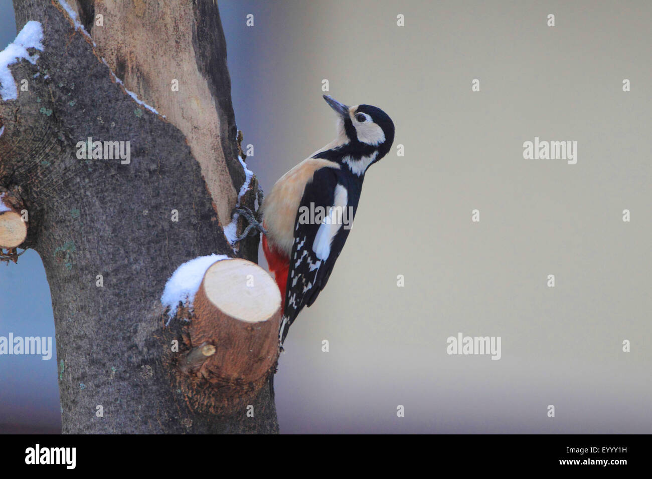 Great spotted woodpecker (Picoides major, Dendrocopos major), à un tronc d'arbre en hiver, Allemagne Banque D'Images