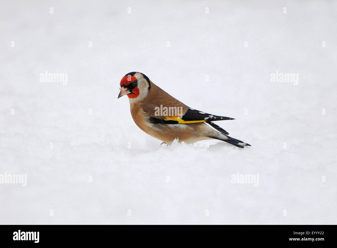 Eurasian goldfinch (Carduelis carduelis), sur l'alimentation en hiver, Allemagne Banque D'Images