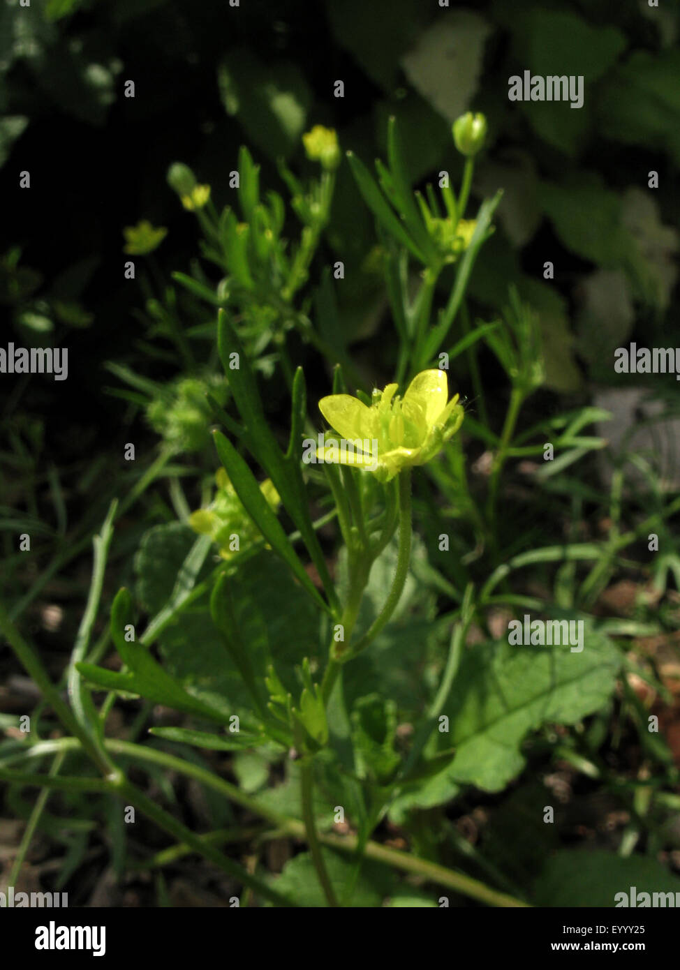 Terrain buttercup, maïs (Ranunculus arvensis), la floraison, l'Allemagne, Rhénanie du Nord-Westphalie Banque D'Images