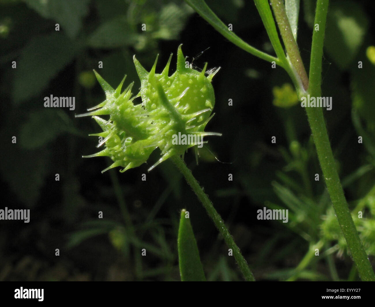 Terrain buttercup, maïs (Ranunculus arvensis), de fruits, de l'Allemagne, Rhénanie du Nord-Westphalie Banque D'Images