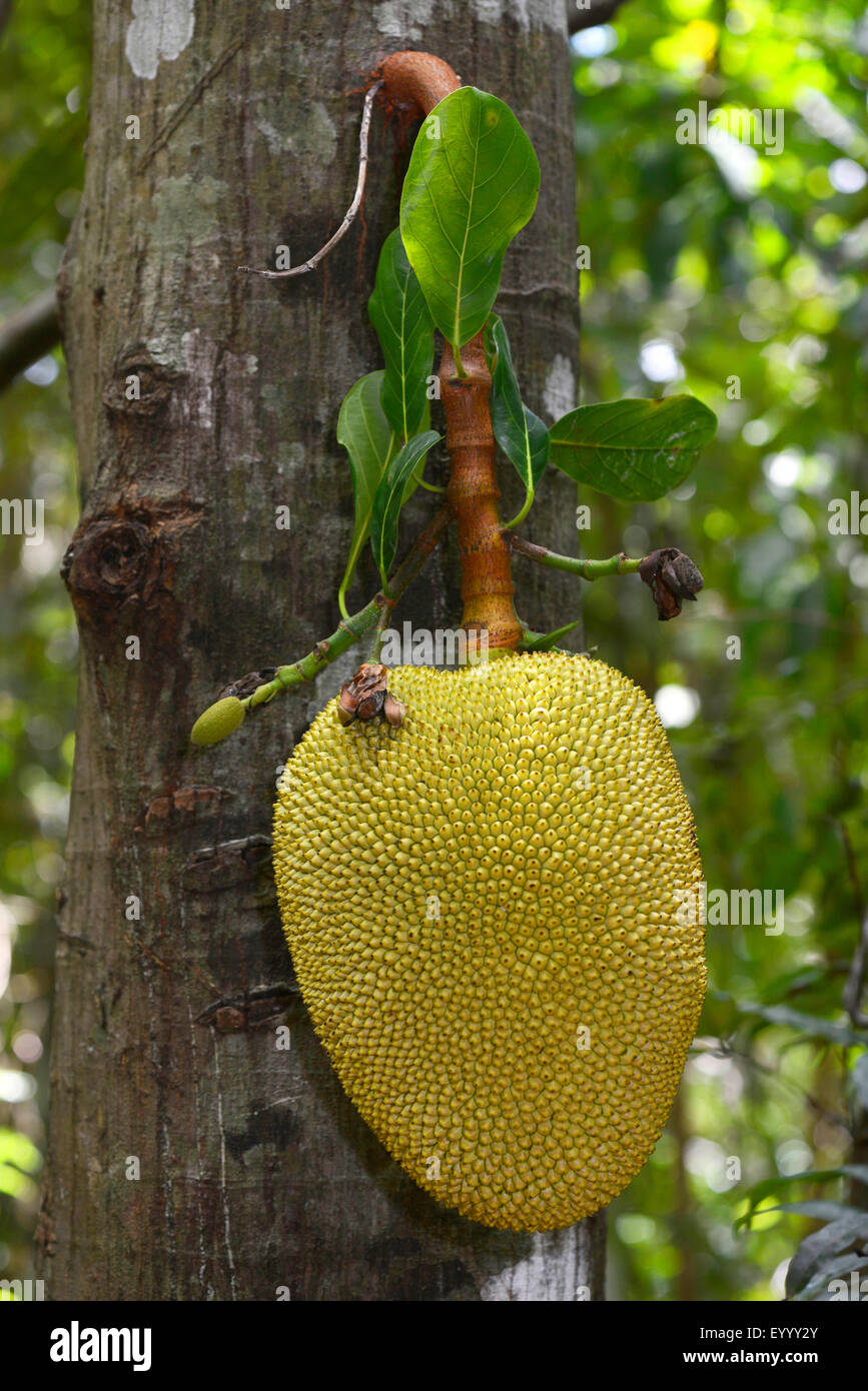 Fruit à pain (Artocarpus altilis), sur un arbre à pain, Madagascar, Nosy Be, Lokobe Reserva Banque D'Images