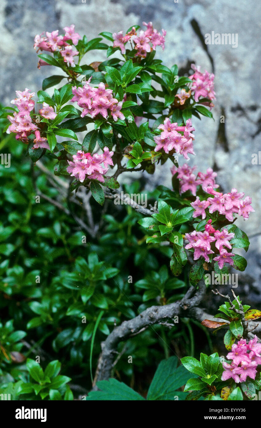 Rose des alpes velu (Rhododendron hirsutum), blooming, Allemagne Banque D'Images