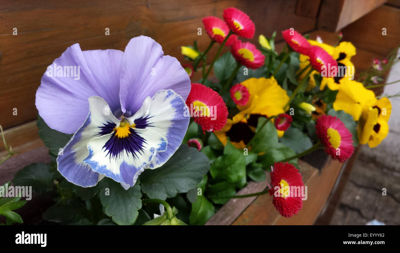 Pansy, Pansy violette (Viola x wittrockiana, Viola wittrockiana, Viola hybrida), ensemble avec l'anglais dans une boîte à fleurs marguerites, Allemagne Banque D'Images