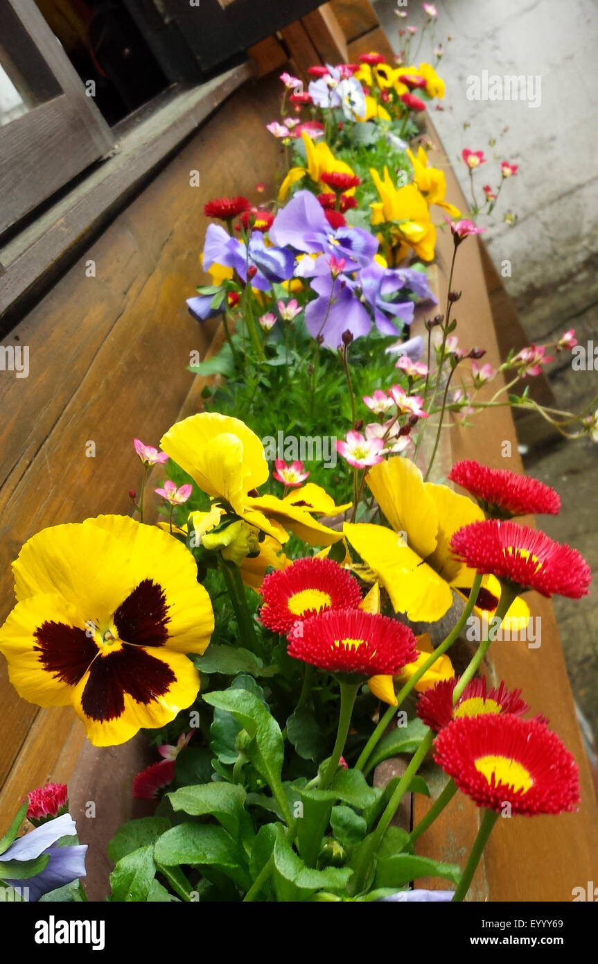 Pansy, Pansy violette (Viola x wittrockiana, Viola wittrockiana, Viola hybrida), ensemble avec l'anglais dans une boîte à fleurs marguerites, Allemagne Banque D'Images