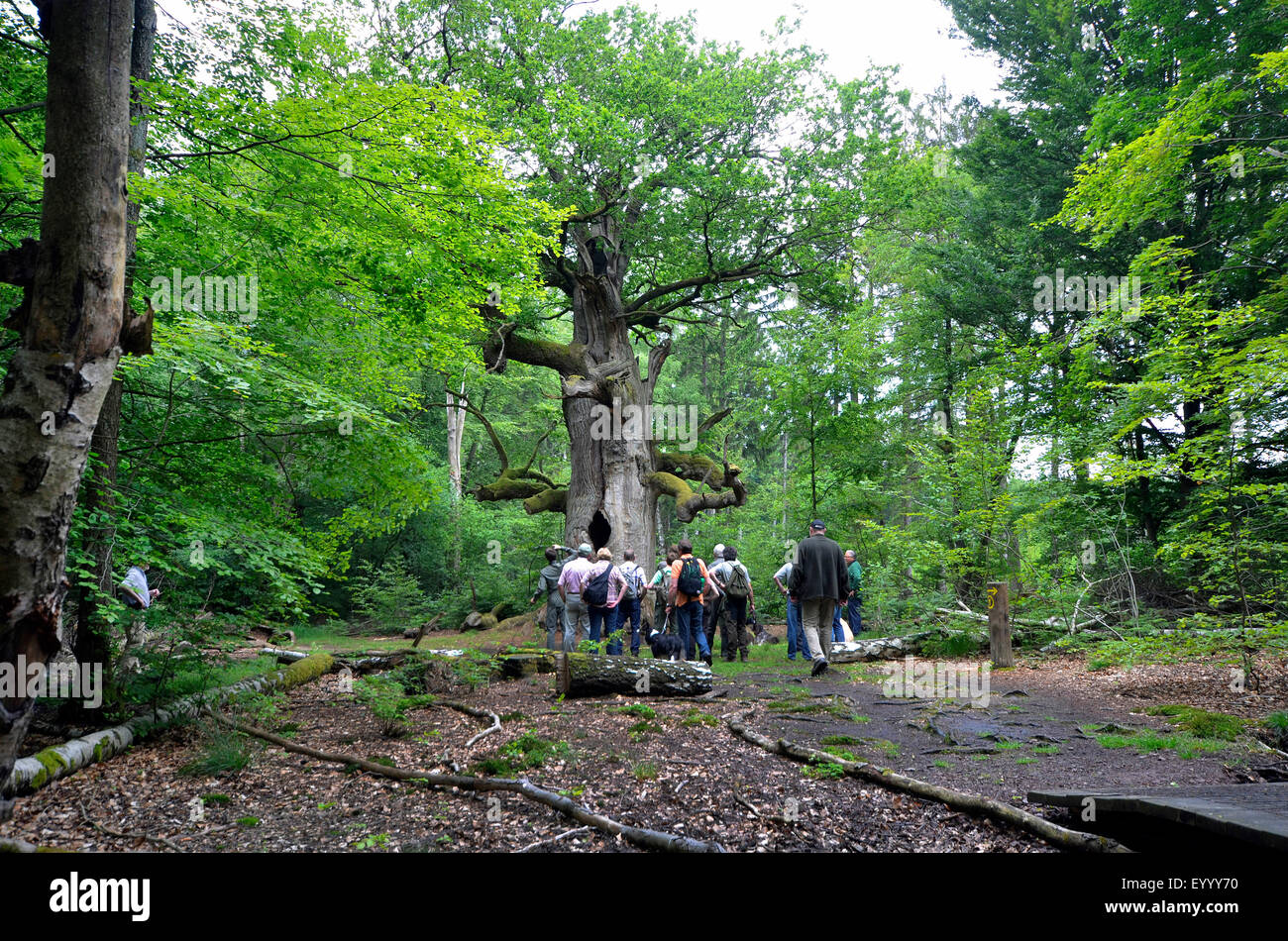 Visiteurs en face d'un vieux chêne, pâturage Urwald Sababurg , Allemagne, Hesse, Reinhardswald Banque D'Images