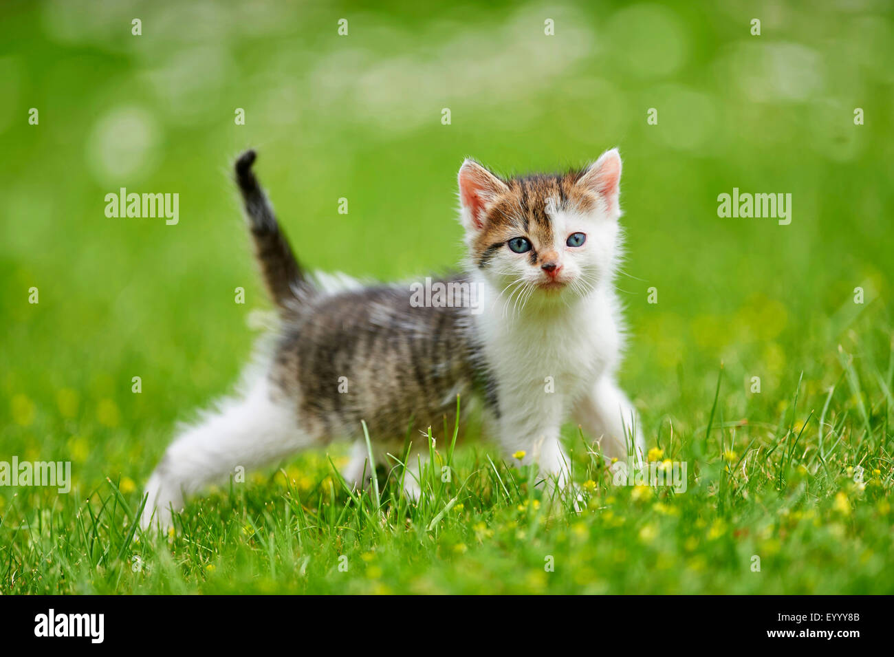 Chat domestique, le chat domestique (Felis silvestris catus) f., 6 semaines chaton dans un pré, Allemagne Banque D'Images