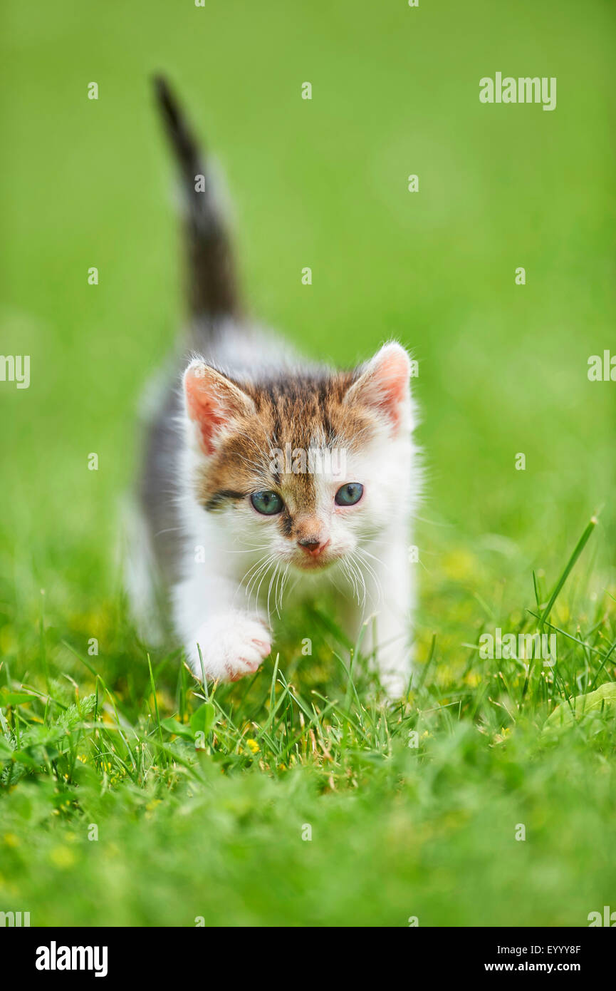 Chat domestique, le chat domestique (Felis silvestris catus) f., 6 semaines chaton dans un pré, Allemagne Banque D'Images