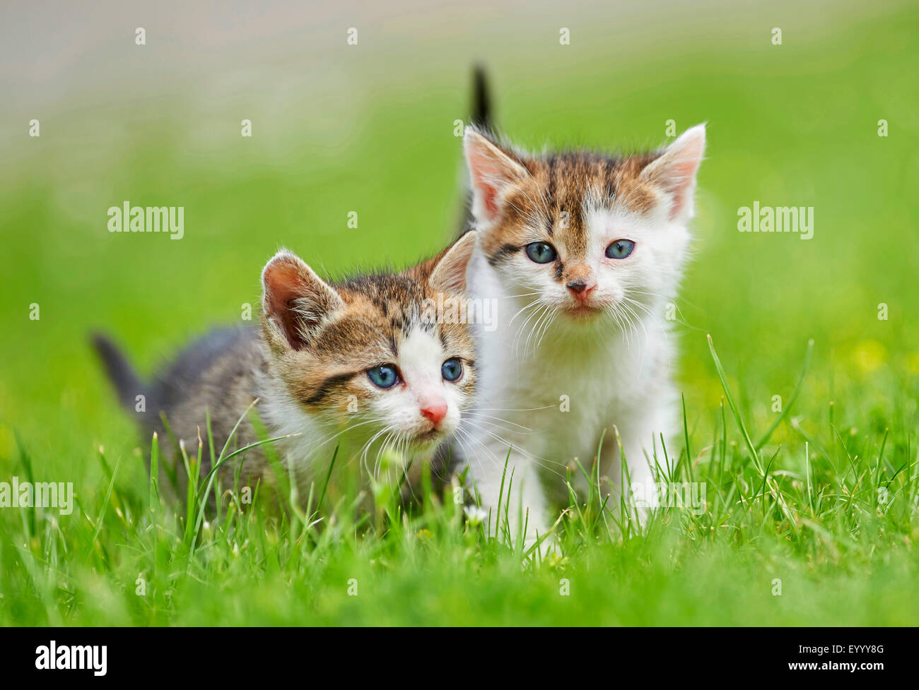 Chat domestique, le chat domestique (Felis silvestris catus), f. deux chatons de six semaines dans un pré, Allemagne Banque D'Images