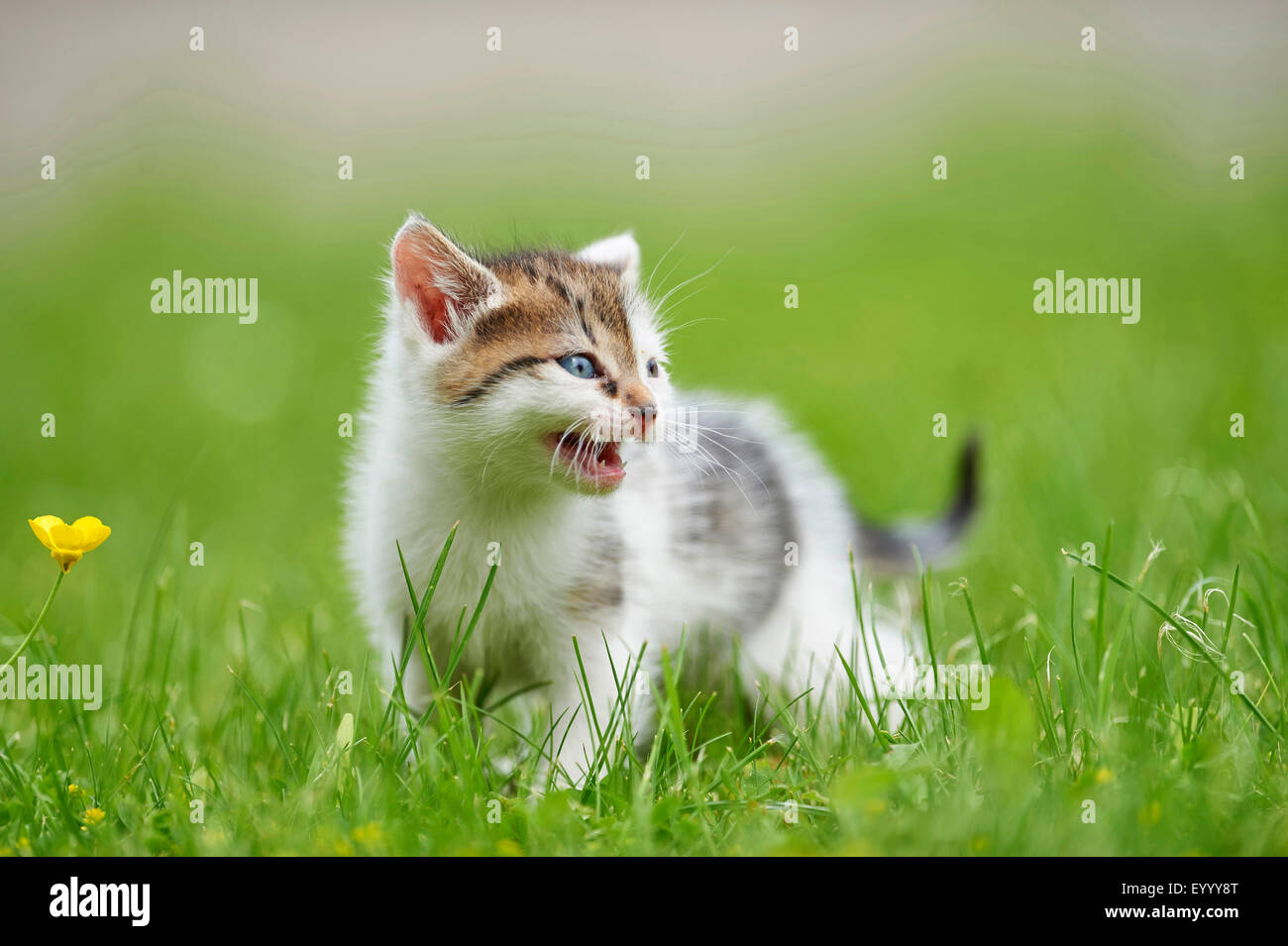 Chat domestique, le chat domestique (Felis silvestris catus) f., 6 semaines caterwauling chaton dans un pré, Allemagne Banque D'Images