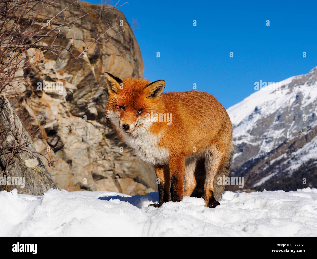 Le renard roux (Vulpes vulpes), debout dans les montagnes enneigées, Italie, Val d'Aoste Banque D'Images