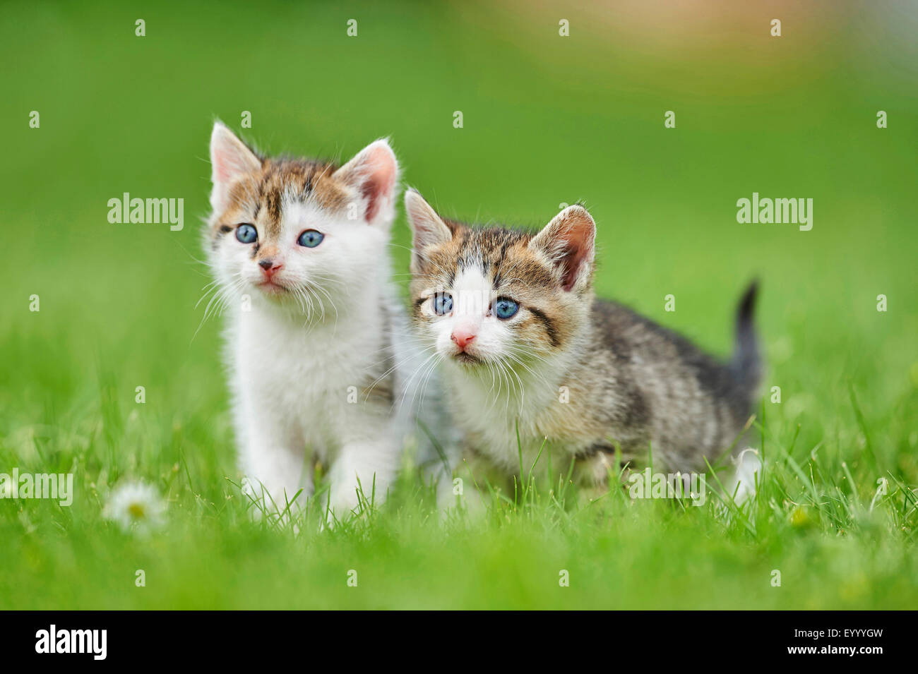 Chat domestique, le chat domestique (Felis silvestris catus), f. deux chatons de six semaines dans un pré, Allemagne Banque D'Images