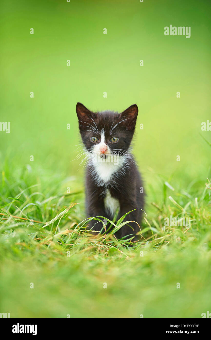 Chat domestique, le chat domestique (Felis silvestris catus), f. de six semaines chaton noir et blanc assis dans un pré, Allemagne Banque D'Images