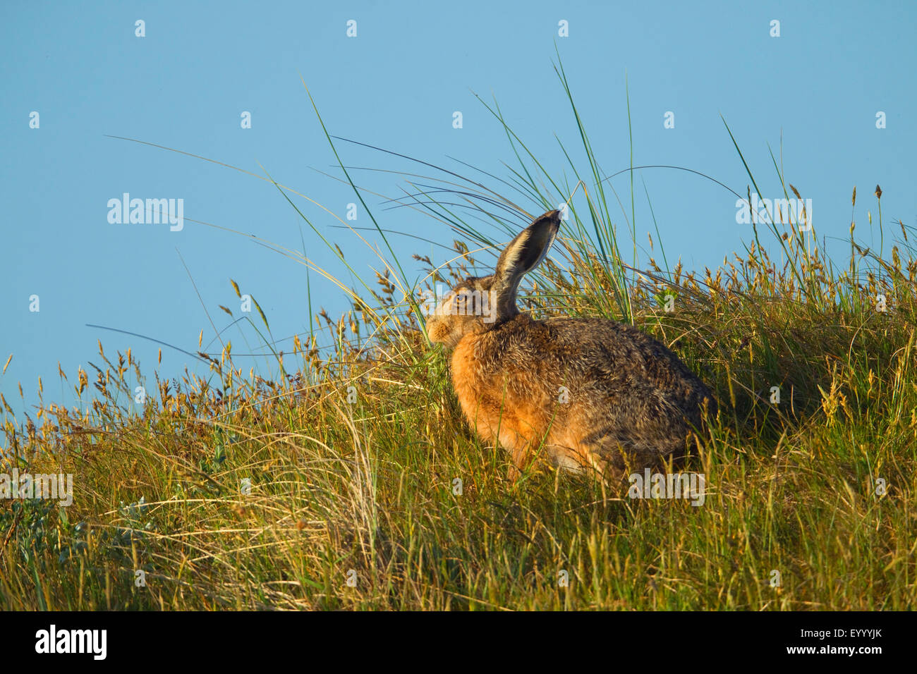 Lièvre européen, lièvre Brun (Lepus europaeus), sur l'alimentation sur une dune, Allemagne Banque D'Images