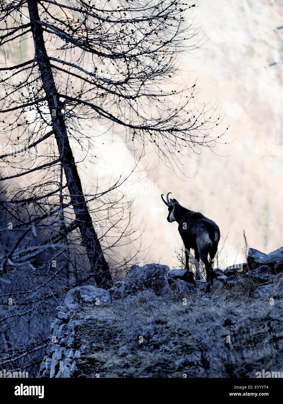 Chamois (Rupicapra rupicapra), amois buck à l'automne, l'Italie, le Parc National Gran Paradiso Banque D'Images
